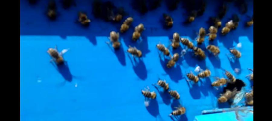 Рендосване при пчелите (ВИДЕО)