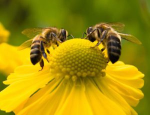 honey-bees