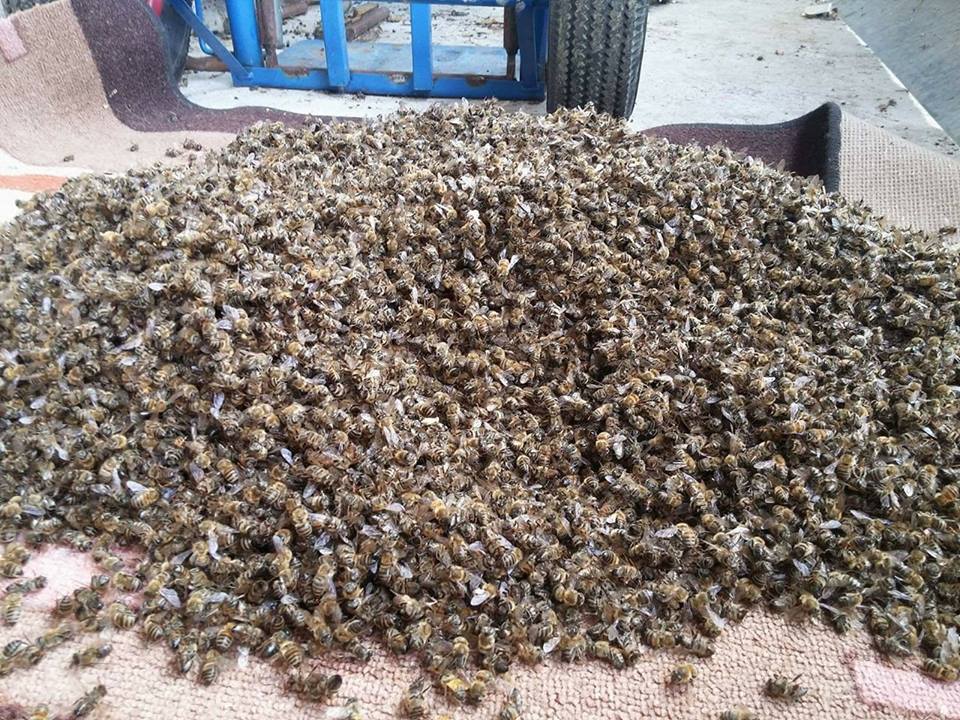 Натровени пчели на Ивайло Саравски от Козлодуй
