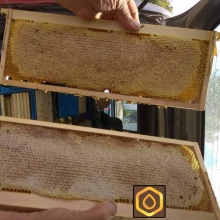 Изградена пчелна рамка със запечатан пчелен мед